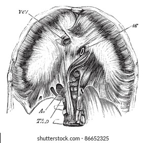 Human Thoracic Diaphragm, Vintage Engraved Illustration. Trousset Encyclopedia (1886 - 1891).