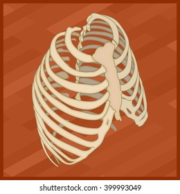 Human thorax flat isometric icon. Protextora bone rib cage or internal organs of thorax isometric flat illustration.  