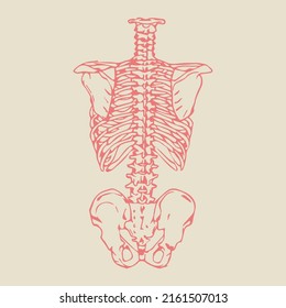 Human thorax with pelvis and shoulder girdle