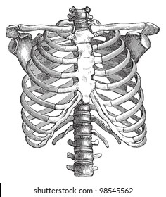 Human thorax / vintage