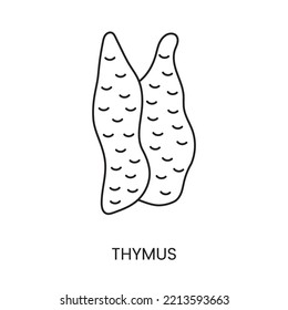 The human thymus gland icon lines in a vector, an illustration of an internal organ.