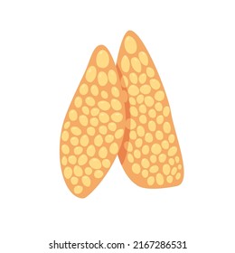 Human thymus gland. Organ human immune system. Vector illustration