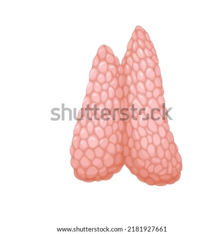 Human thymus, internal lymphoid organ of immune system vector illustration. Cartoon isolated thymus gland producing lymphocytes cells, medical model to study anatomy of body, immunology and biology