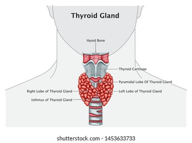 Human Thyroid Gland Anatomy Medical Education Vector Illustration