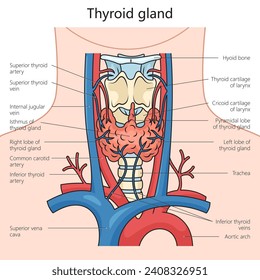 Human thyroid gland structure diagram hand drawn schematic vector illustration. Medical science educational illustration