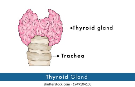 Human thyroid gland structure with trachea in background