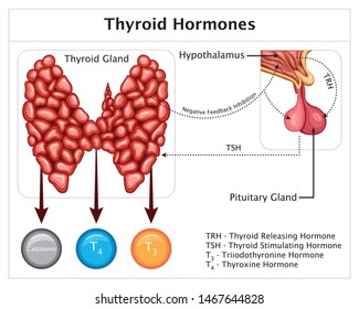 Human Thyroid hormones Endocrine System Hypothalamus TSH Calcitonin  
Pituitary Gland Hormone Detailed Colorful Medical Education Including Labels Vector Illustration Diagram