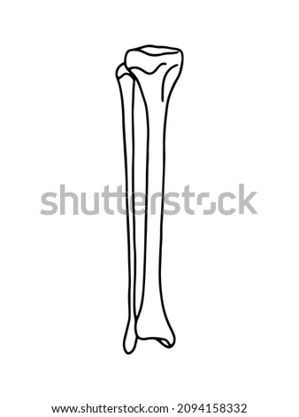 Human tibia. Human anatomy vector, outline illustration.