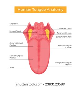 Diseño vectorial de la estructura anatómica de la lengua humana