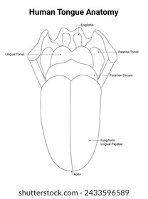 Menschliche Zunge Anatomie Wissenschaft Design Vektor Illustrationsdiagramm