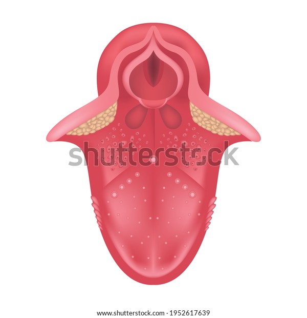 Human Tongue Anatomy Structure Organs Taste Stock Vector (Royalty Free ...