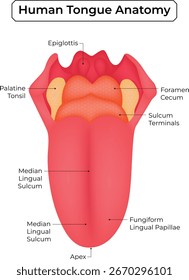 Human Tongue Anatomy Vector Illustration