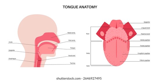 human tongue anatomy.Tip, body, root, dorsum and underside part. Taste buds and types of papillae. Educational flat diagram with muscles and sensory areas. Healthcare infographics vector illustration