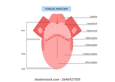 anatomy.Tip língua humana, corpo, raiz, dorso e parte inferior. Papilas gustativas e papilas. Diagrama plano educacional com músculos e áreas sensoriais. Ilustração vetorial de infográficos para o setor de saúde