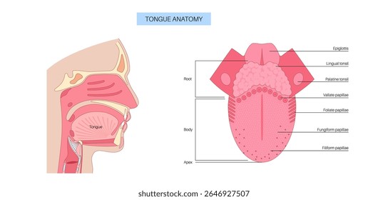 anatomy.Tip língua humana, corpo, raiz, dorso e parte inferior. Papilas gustativas e papilas. Diagrama plano educacional com músculos e áreas sensoriais. Ilustração vetorial de infográficos para o setor de saúde