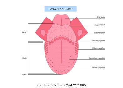 human tongue anatomy.Tip, body, root, dorsum and underside part. Taste buds and types of papillae. Educational flat diagram with muscles and sensory areas. Healthcare infographics vector illustration