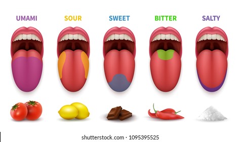 Human tongue basic taste areas. Smack map in mouth sweet, salty, sour, bitter and umami vector diagram isolated on white background. Illustration of localization sense sugary zone