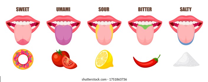 Human tongue basic taste areas. Five taste zones in a mouth - sweet, salty, sour, bitter and umami. Educational, schematic vector illustration isolated on white background.