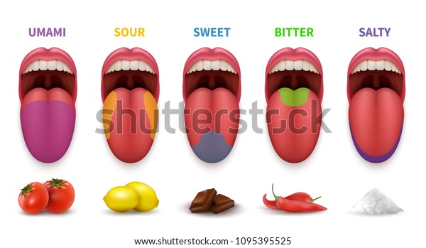 Human tongue basic taste areas.tongue image, Smack map in mouth sweet, salty, sour, bitter and umami vector diagram isolated on white background. Illustration of localization sense sugary zone