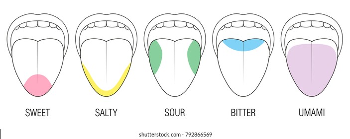 Human tongue with five taste areas - bitter, sour, sweet, salty and umami perception - colored division with zones of different taste buds - educational, schematic vector on white background.