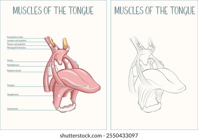 Human Tongue Muscles Anatomy Medical Vector Labeled Colored and Outlined Flat Illustration