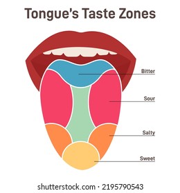 Lengua humana. Órganos musculares con papila, zonas de receptores del gusto. Dulce, salada, agria, amarga. Parte del sistema digestivo. Ilustración vectorial plana