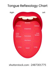 Human Tongue Reflexology Chart Vector