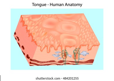 Human tongue structure