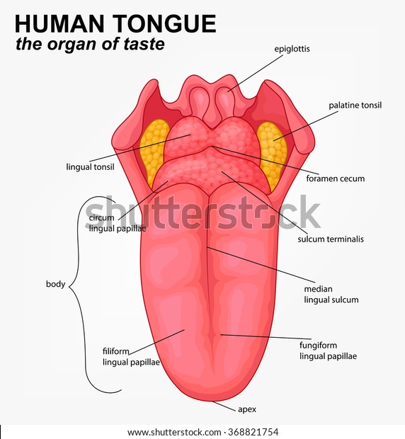 Human tongue structure\
cartoon