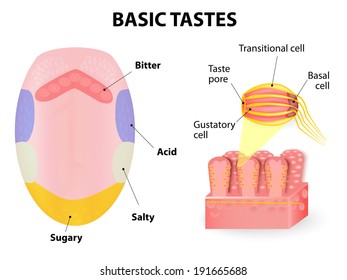 Human tongue. Taste receptors of the tongue are present in papillae, and are the receptors of taste. basic tastes sweet, sour, bitter and salty.