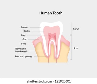 human tooth