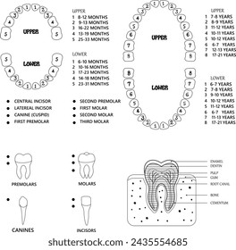 Human tooth anatomy chart, black and white  teeth  diagram illustration