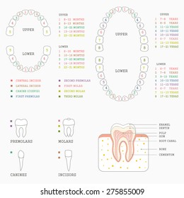 human tooth anatomy chart, diagram teeth illustration 