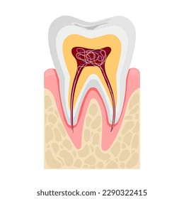 Anatomía dental humana en sección transversal. Nervios y vasos sanguíneos. Ilustración vectorial plana aislada en fondo blanco.