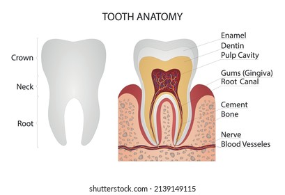 Human tooth anatomy infographic. Tooth structure. Parts of a tooth. Tooth anatomy. Anatomical vector illustration in flat style isolated over white background. Vector illustration. 