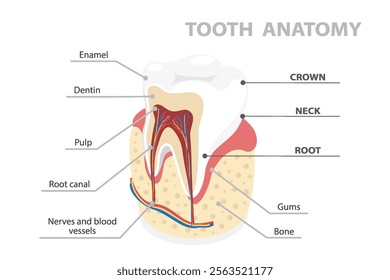 Human tooth anatomy infographic. Tooth structure. Vector isometric illustration in flat style isolated over white background