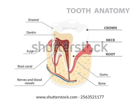 Human tooth anatomy infographic. Tooth structure. Vector isometric illustration in flat style isolated over white background