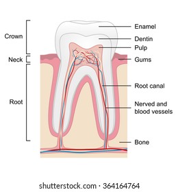 Human tooth anatomy isolated on white background, vector illustration