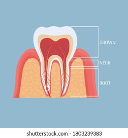 Human tooth anatomy, medical, dental model. Colorful, detailed object. 