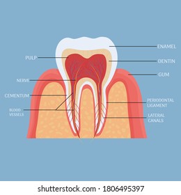 Human tooth anatomy, medical, dental model. Colorful, detailed object. 