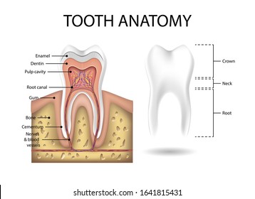 Human Tooth anatomy template. Realistic White Tooth Mockup. Dental health Concept. Medical banner or poster Vector illustration
