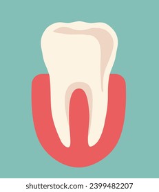 Human tooth. Anatomy of the tooth. Vector illustration.