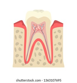 Human tooth color vector icon. Flat design