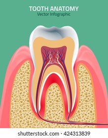 Human tooth dental infographic. Editable vector illustration. Medical image in green, pink and beige colors on a light green background useful for poster, leaflet or brochure graphic design.