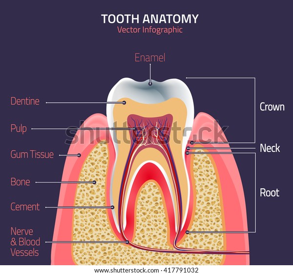 Human Tooth Dental Infographic Medical Image Stock Vector (Royalty Free ...