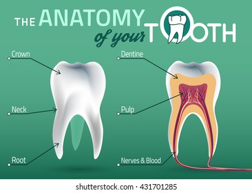Human tooth dental infographic. Vector illustration with healthy white tooth. Medical image in wight, pink and beige colors on a green background useful for poster, leaflet or brochure graphic design.