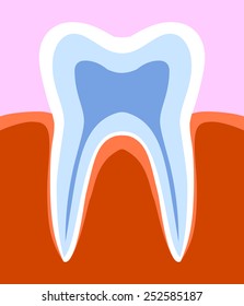 Human Tooth Diagram
