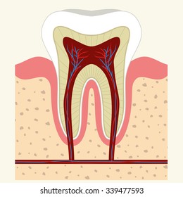 Human tooth, gum in a cross section. Tooth Root canal. Tooth Detailed anatomy. Vector tooth color image, stomatology flat style, tooth concept for design, Dental  illustration, tooth art picture