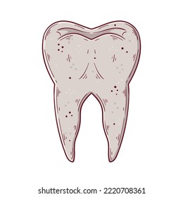 Human tooth hand drawn cartoon simple vector illustration. Medicine and anatomy.