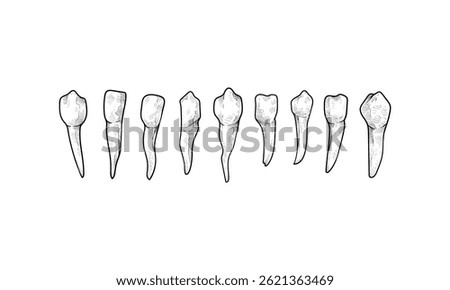 human tooth handdrawn engraving doodle collection